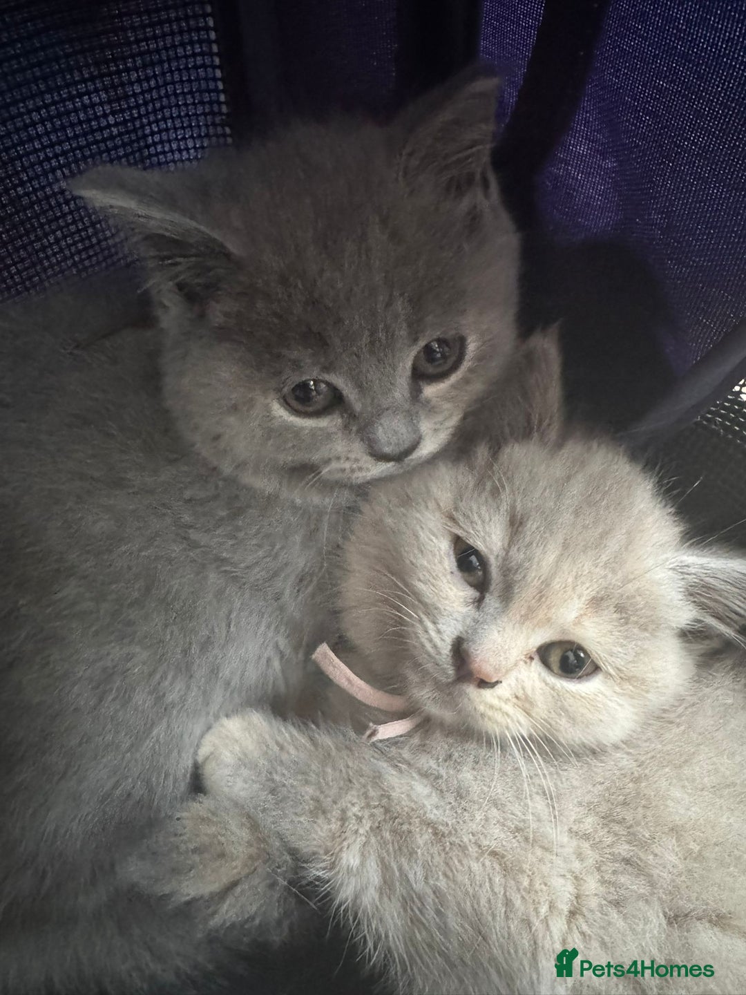 British Shorthair cats for sale: Beautiful British Shorthair Kittens  - Image 8