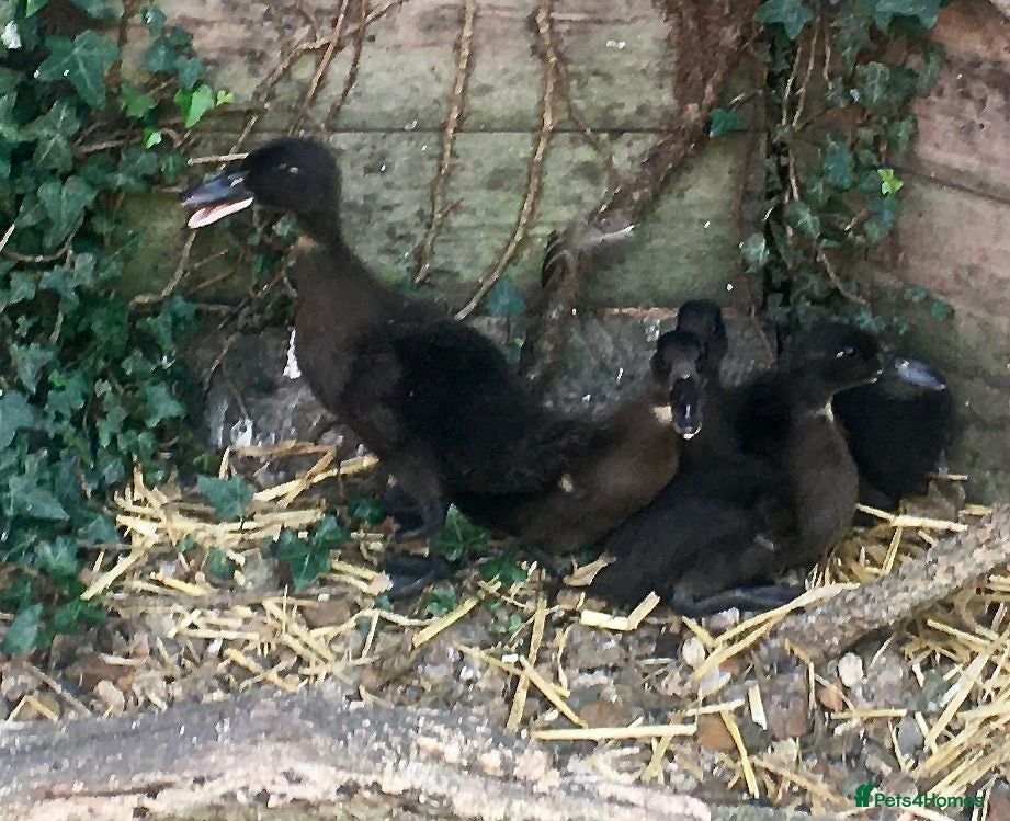 Ducks poultry Dutch Hookbill Ducklings - Advert 1