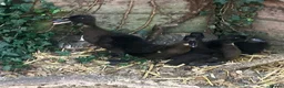 Ducks poultry for sale: Dutch Hookbill Ducklings - Advert 1