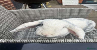 English Lop rabbits Flip Male Lop Kind, Loyal, Caring - Advert 2