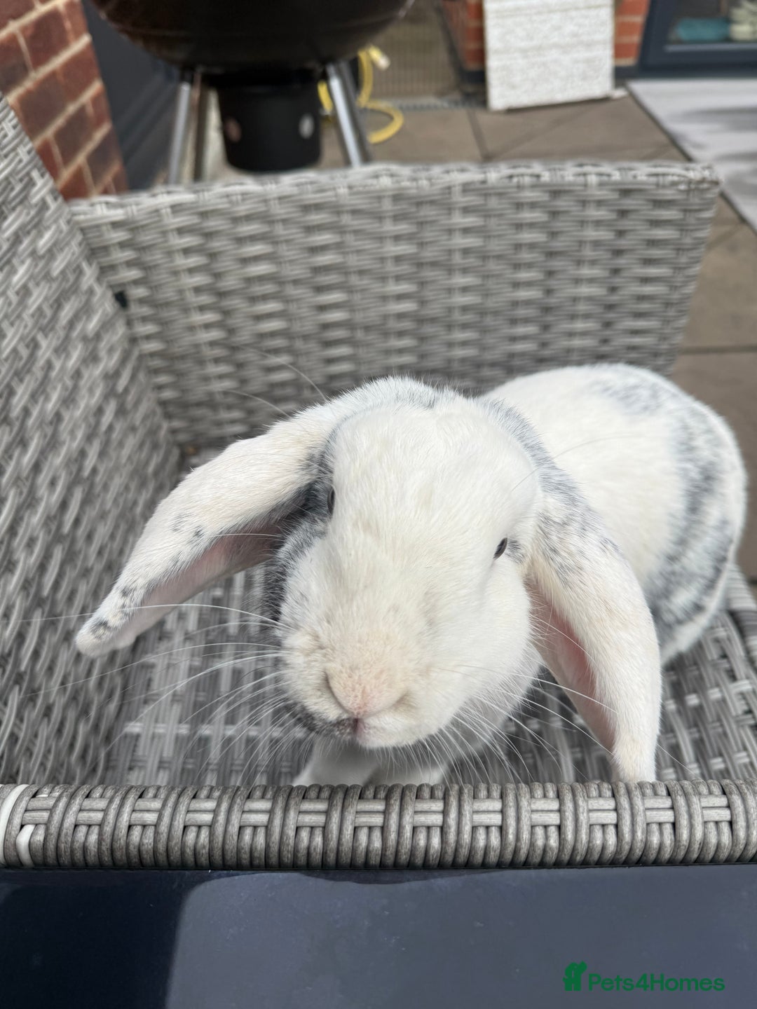 English Lop rabbits for sale: Flip Male Lop Kind, Loyal, Caring - Advert 2