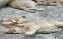 British Shorthair cats for sale: Champions bloodline British Shorthair Kittens! 🐾  - Image 15