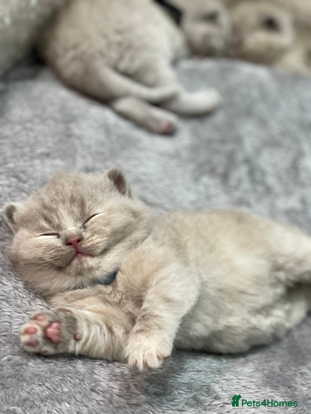 British Shorthair cats for sale: Champions bloodline British Shorthair Kittens! 🐾  - Image 15