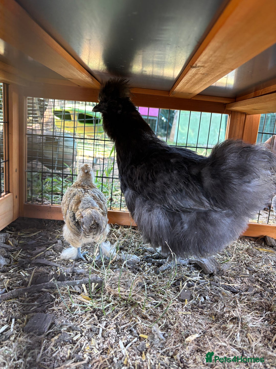 Chickens poultry for sale: 2 x black silkie hens  - Image 1
