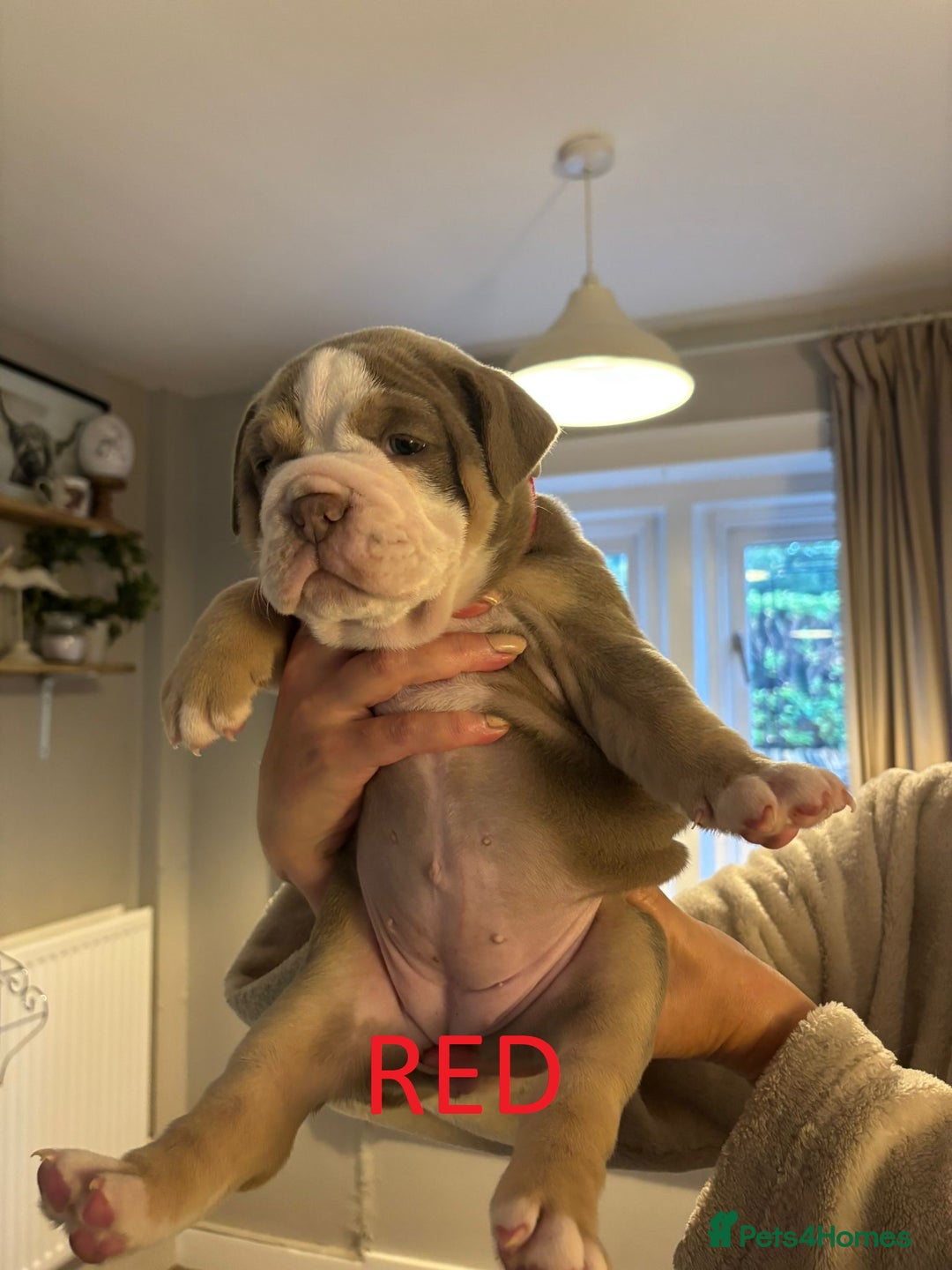 Olde English Bulldogge dogs for sale: Playful OEB Puppies  - Image 7