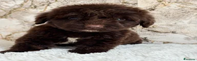 Cockapoo 1