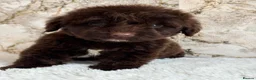 Cockapoo dogs for sale: Health tested F1 cockapoo puppies 🐶  - Advert 7