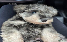 Miniature Schnauzer dogs for sale: Pure bred Miniature Schnauzers Puppies - Image 6