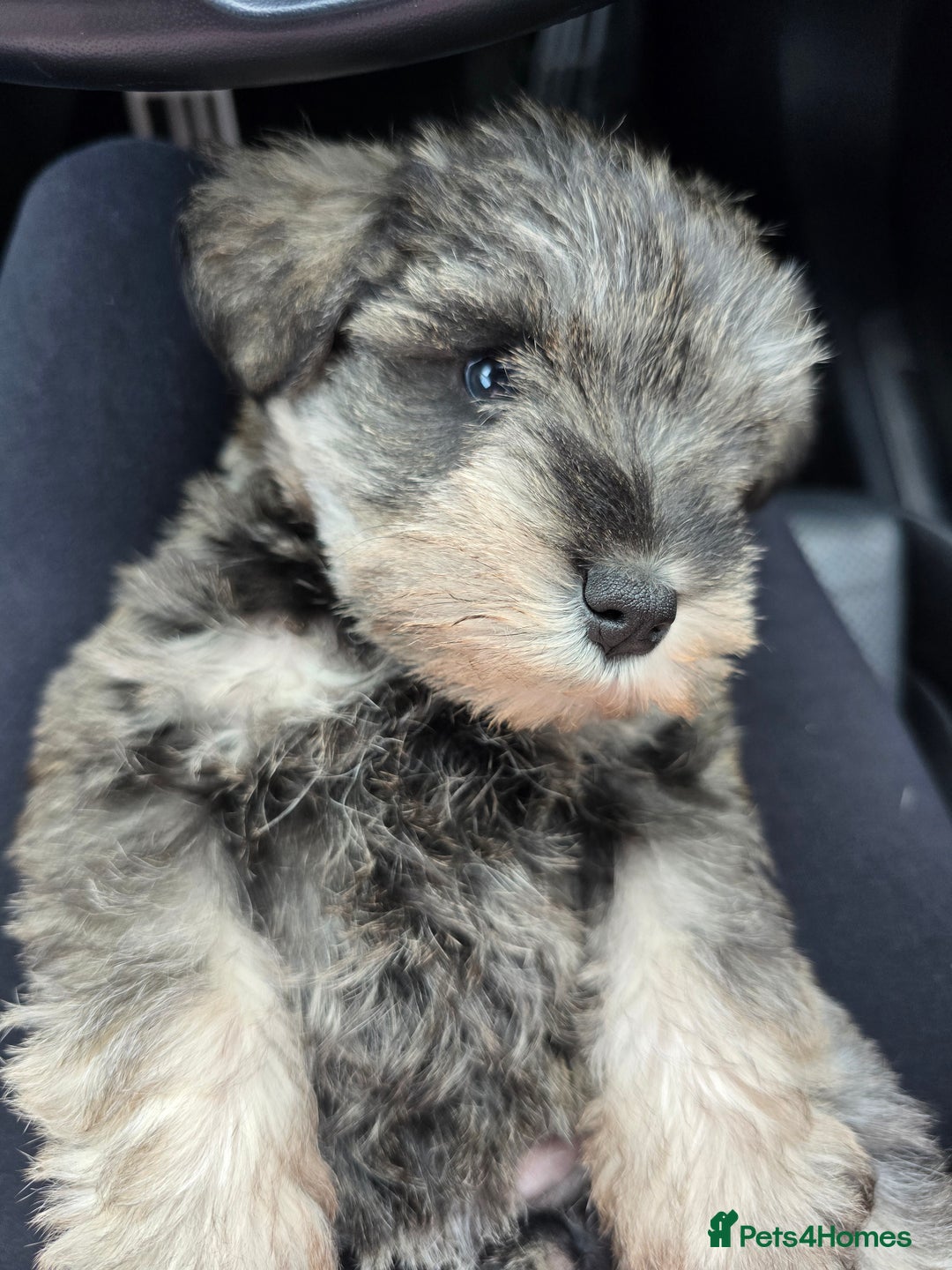 Miniature Schnauzer dogs for sale: Pure bred Miniature Schnauzers Puppies - Image 6