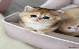 Brazilian Shorthair cats for sale: Golden British Shorthair kittens - Image 26
