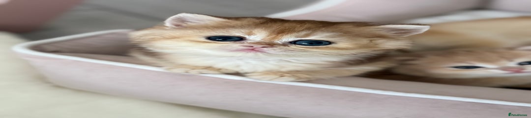 British Shorthair Kitten 2