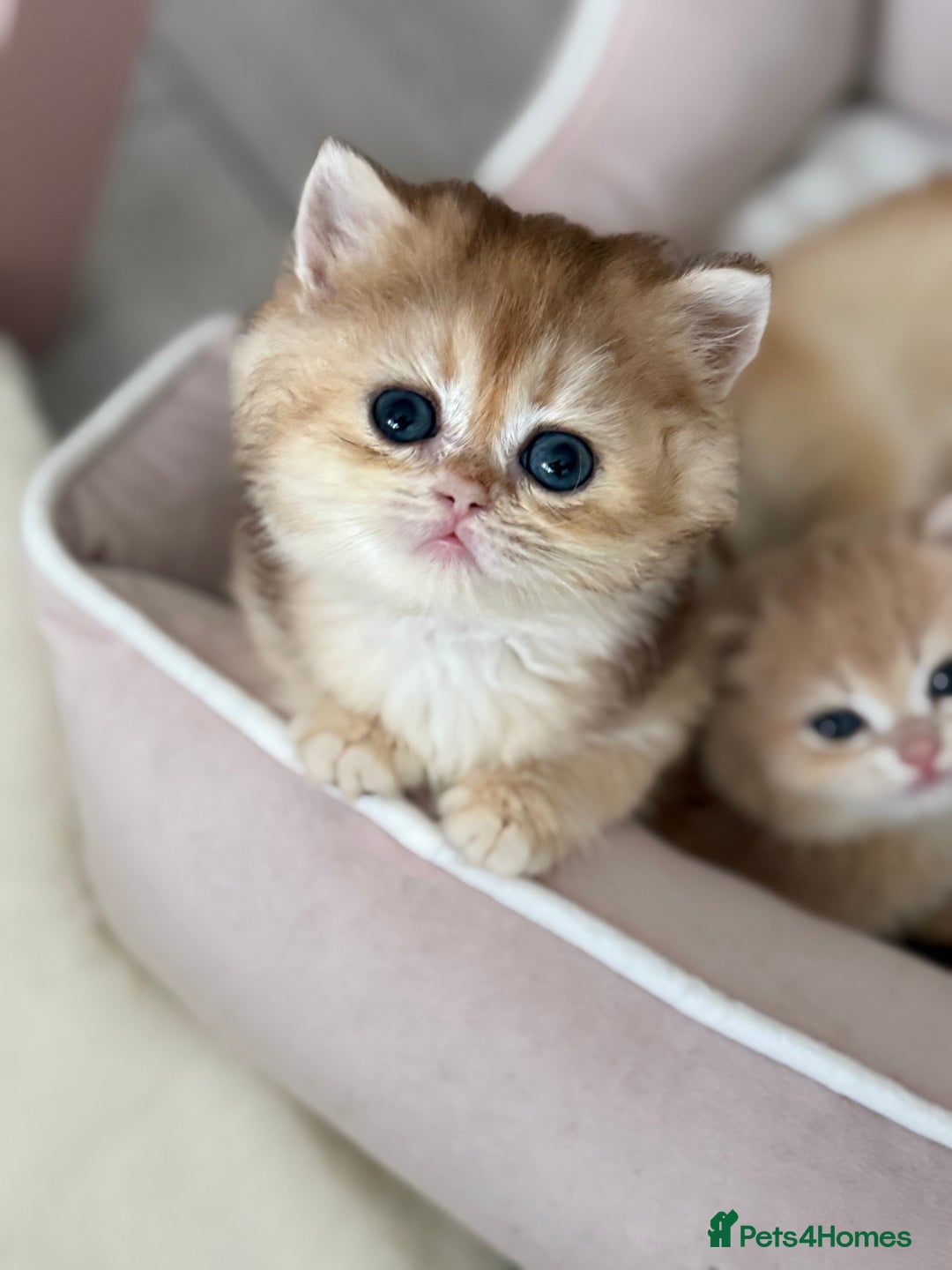 Brazilian Shorthair cats for sale: Golden British Shorthair kittens - Image 26