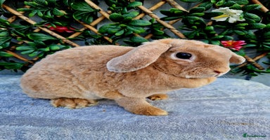 Mini Lop rabbits - Advert 12