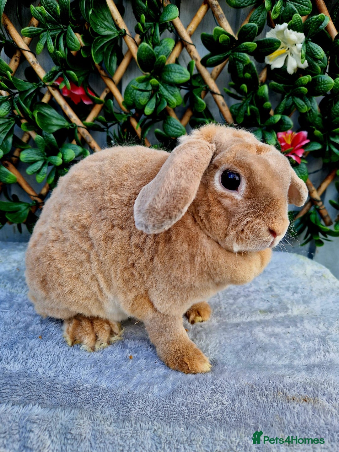 Mini Lop rabbits for sale: Miniature plush lop babys (does) - Image 3