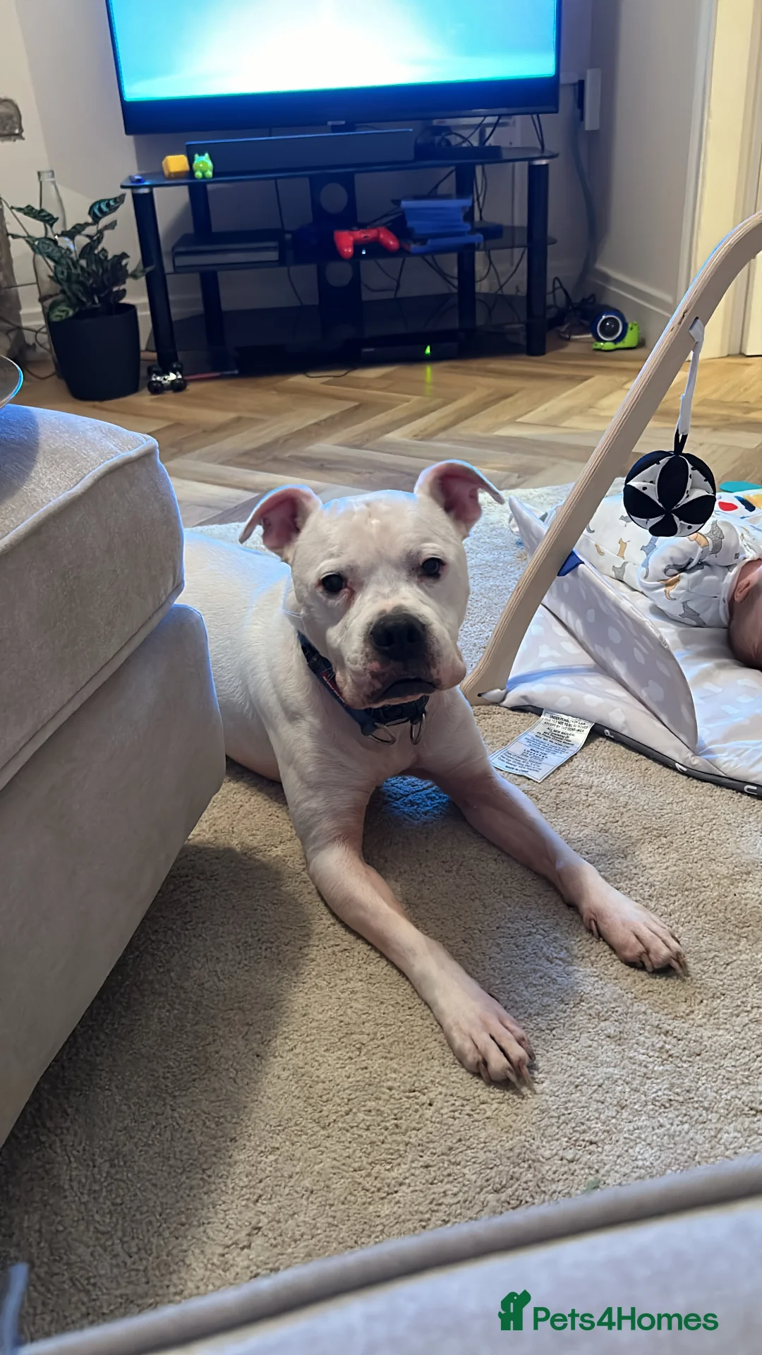 Mixed Breed dogs for sale: Staffy cross boxer - Advert 9