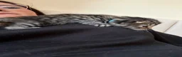 Domestic Shorthair cats for sale: A Stunning Litter Of Six Newborn Kittens  - Advert 10