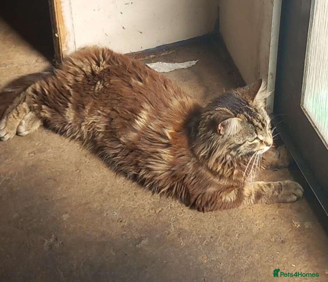 Mixed Breed cats for sale: Kiki/kiara  - Advert 7