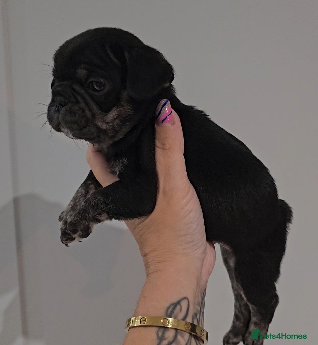 Frug dogs for sale: Last Black & Tan Frug Boy 🥰 - Image 3