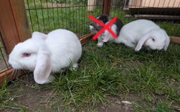 Mini Lop rabbits for sale: Baby Mini Lops - Image 4