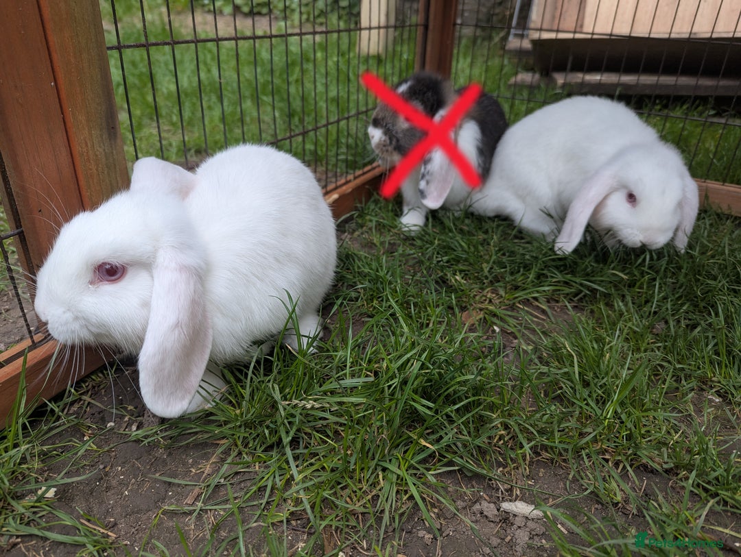 Mini Lop rabbits for sale: Baby Mini Lops - Image 4