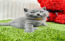 British Shorthair cats for sale: ONLY 1 BOY LEFT -BSH Blue Kittens - Image 6