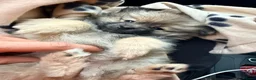 Pomeranian dogs for sale: Pomeranian female  in Castleford - Advert 1