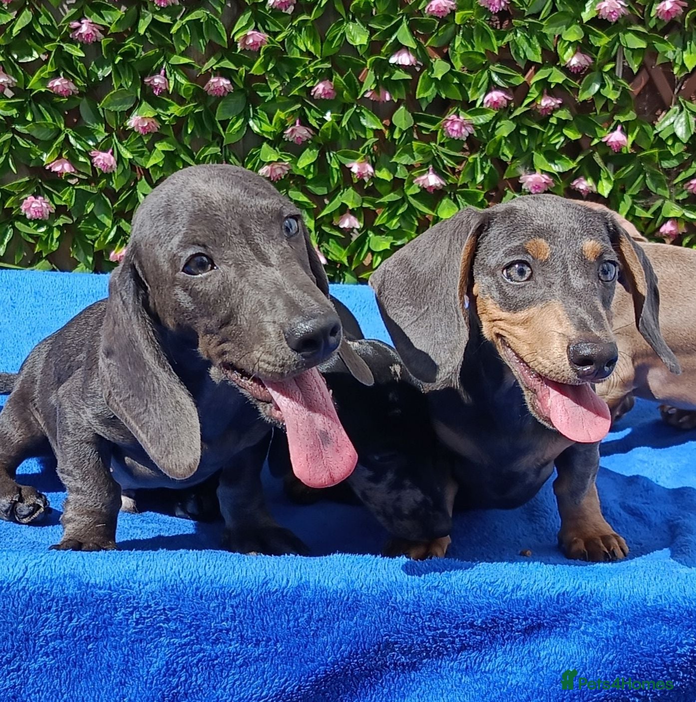 Miniature Dachshund dogs 🌈 BEAUTIFUL “RAINBOW” DACHSHUND LITTER 🌈 - Advert 2