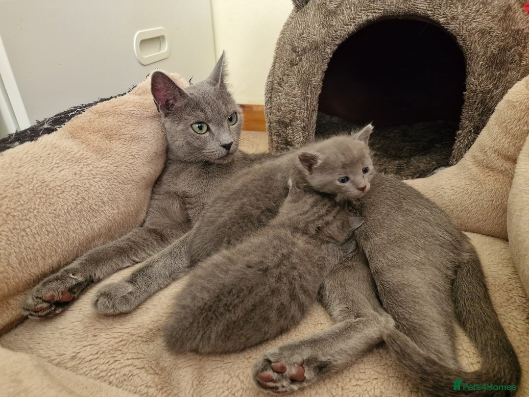 Russian Blue cats for sale: Pure Russian Blue kitten GIRL - Image 4
