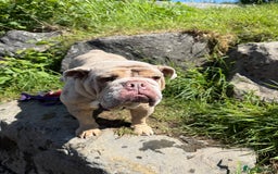 English Bulldog dogs for sale: Beautiful british bulldog female - Image 3