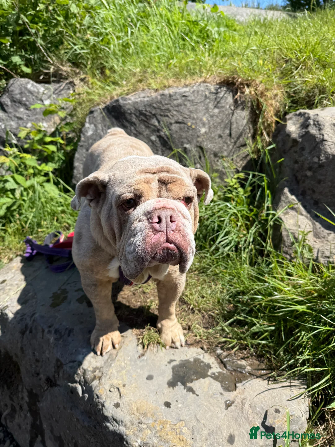 English Bulldog dogs for sale: Beautiful british bulldog female - Advert 3