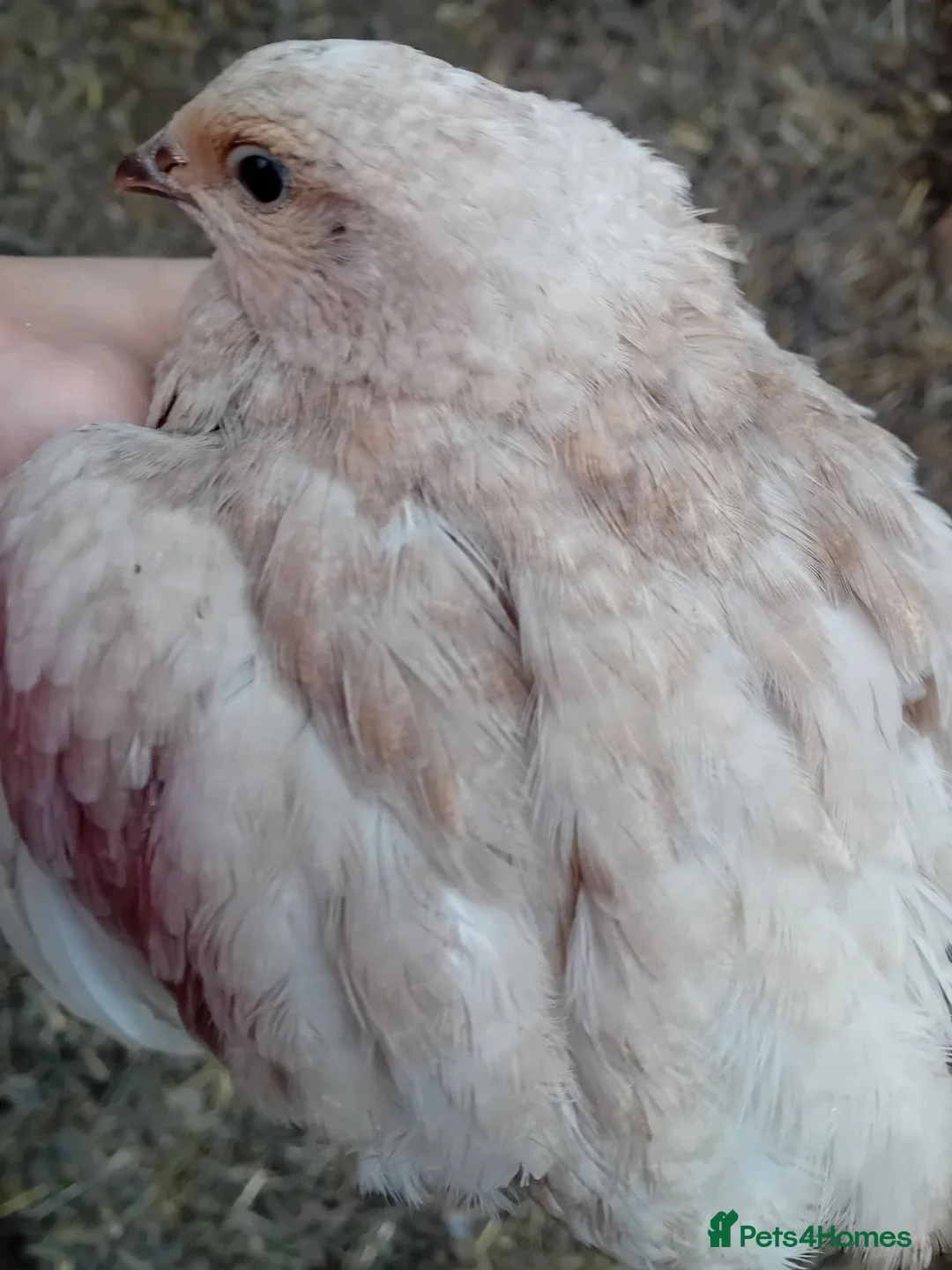 Quail poultry for sale: POL Coturnix Quail Hens  - Advert 11