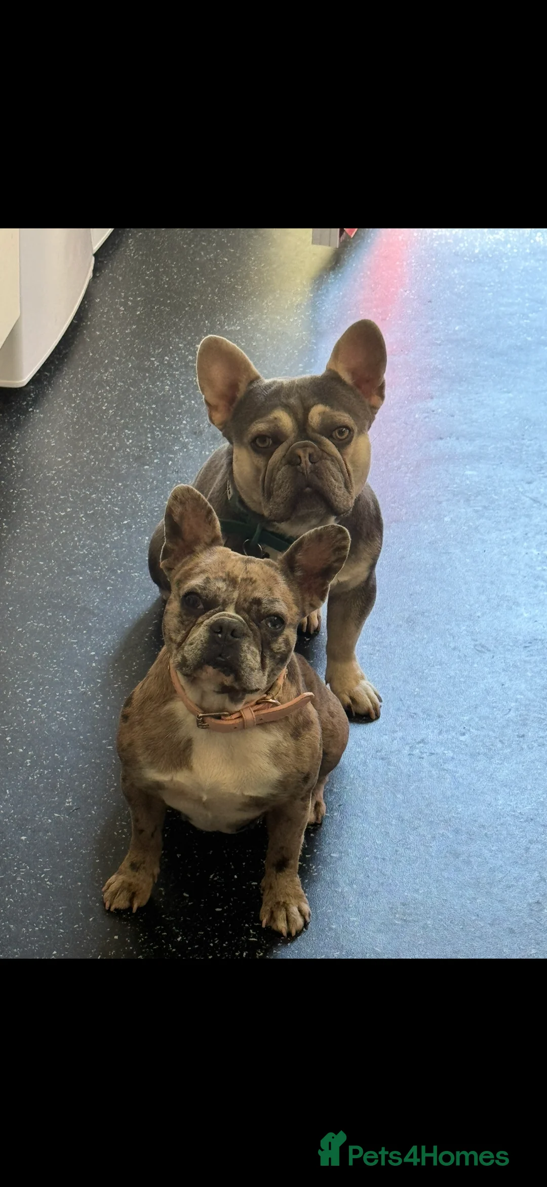 French Bulldog dogs for sale: Litter of 6 raised by a family with children  - Advert 2