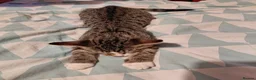 Mixed Breed cats for sale: Mix breed kittens. Mum is snow bengal  - Advert 10
