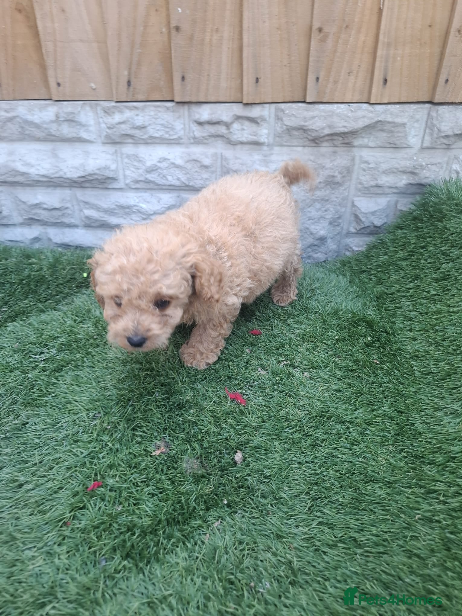 Cavapoo dogs Toy cavapoos heath checked 100 percent perfect - Advert 2