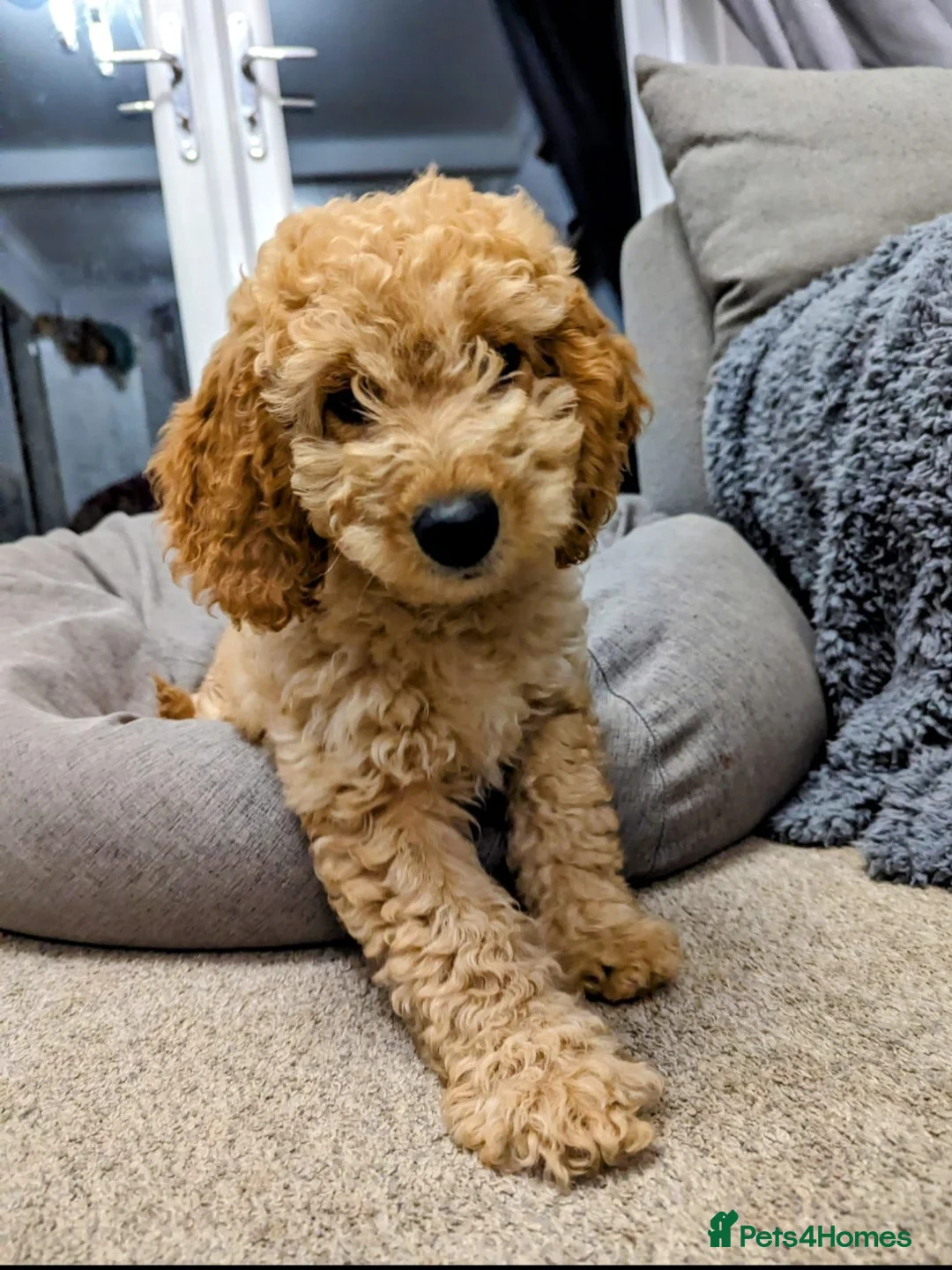 Irish Doodle dogs for stud: Irish Doodle Stud, Proven, DNA & Hip Tested in Tamworth - Advert 17