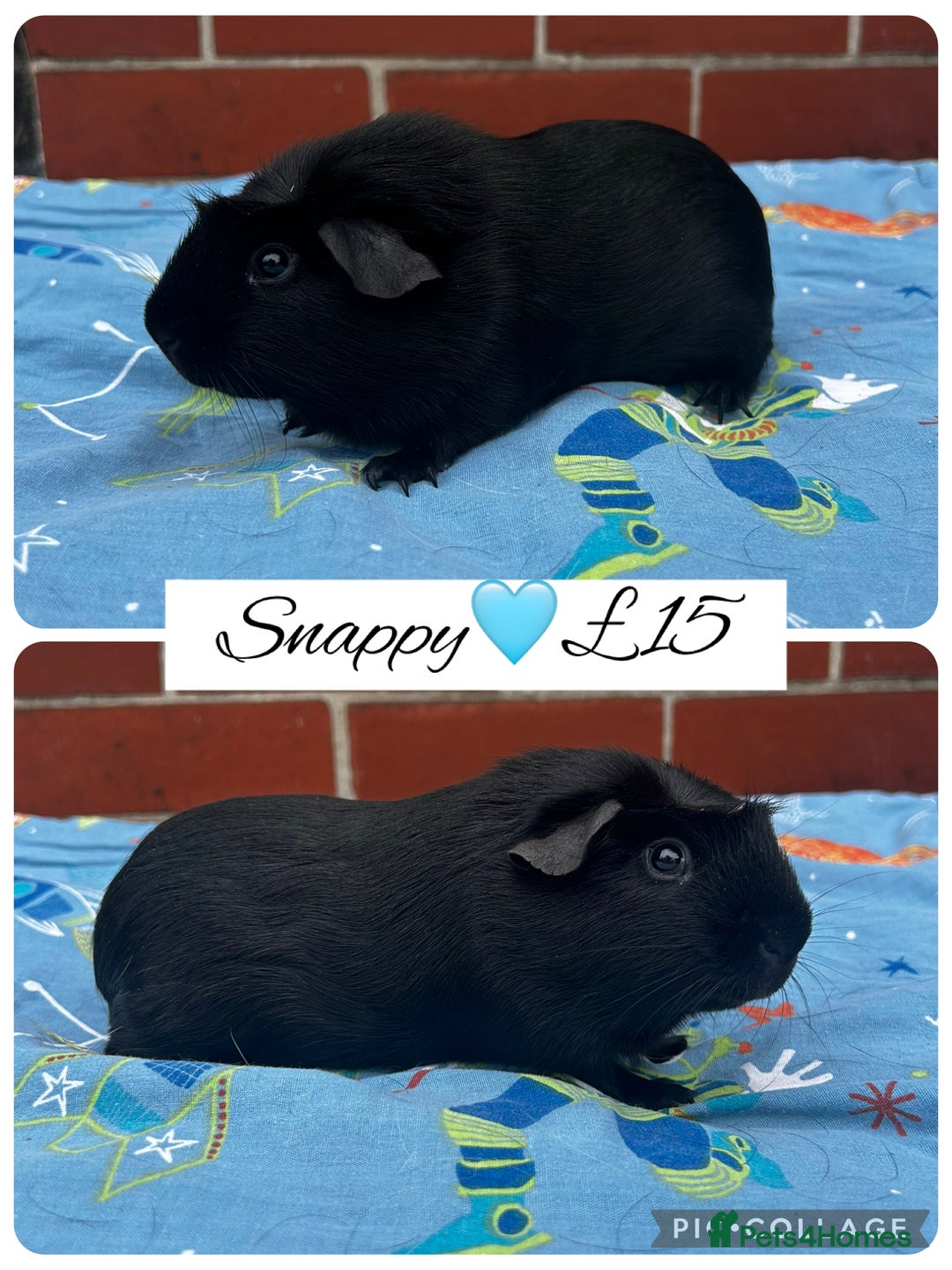 Guinea Pig rodents for sale: Guinea pig boars  - Image 18