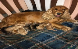 Cocker Spaniel dogs for sale: Pure beautiful show cocker spaniel puppies  - Image 31
