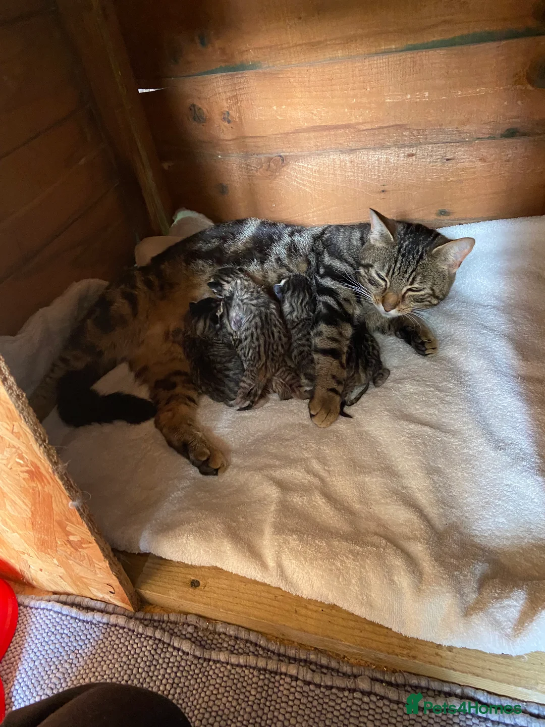 Domestic Shorthair cats for adoption: 4 kittens looking for new homes in Basingstoke - Advert 2