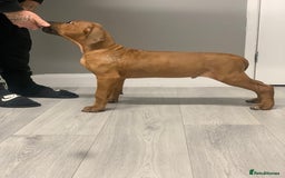 Rhodesian Ridgeback dogs for sale: Exquisite litter Rhodesian Ridgebacks - Image 10