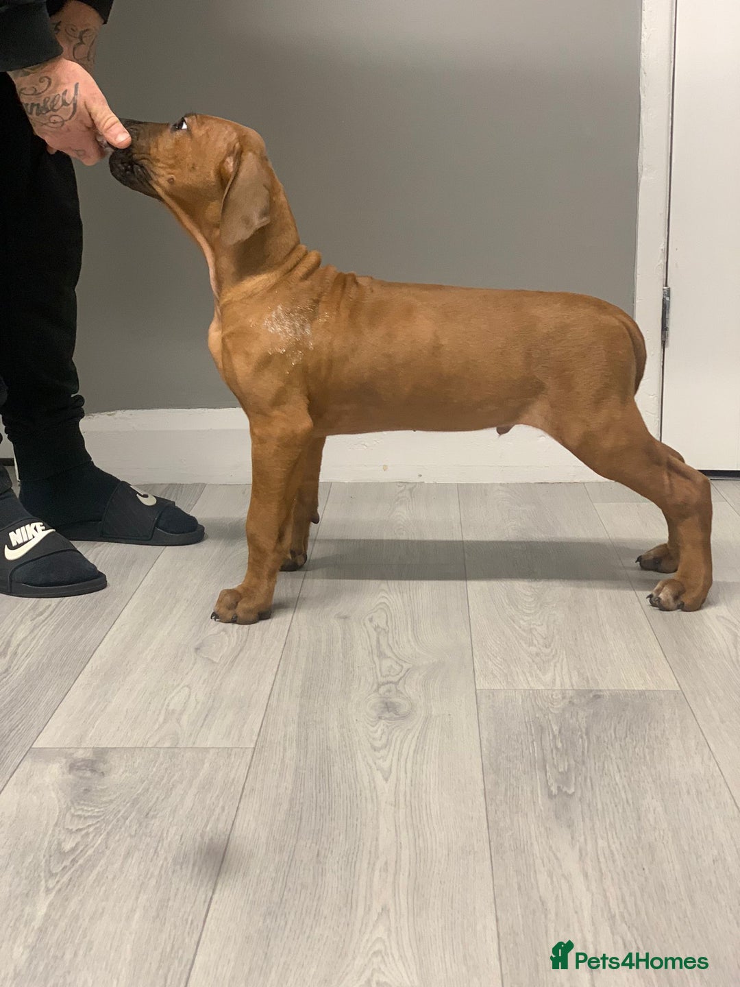 Rhodesian Ridgeback dogs for sale: Exquisite litter Rhodesian Ridgebacks - Image 10