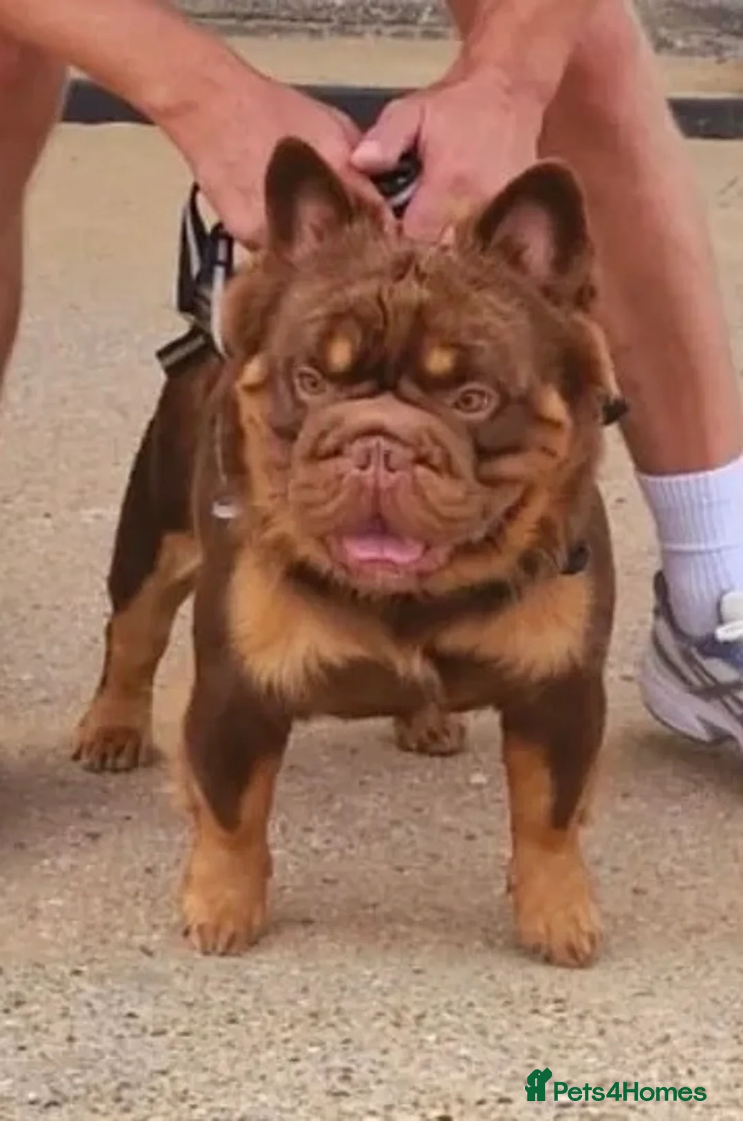 French Bulldog dogs for sale: Luxury French Bulldogs - Advert 3