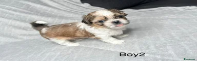 Shih Tzu 3