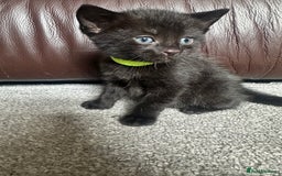 Mixed Breed cats for sale: Beautiful kittens looking for their forever home  - Image 1