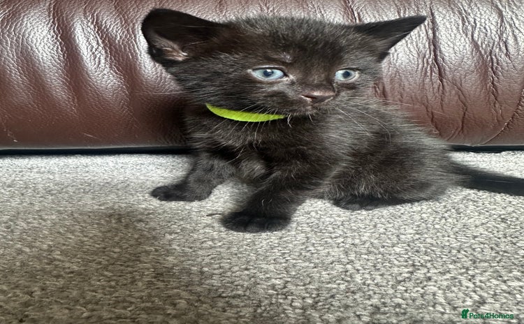 Mixed Breed cats - Advert 1