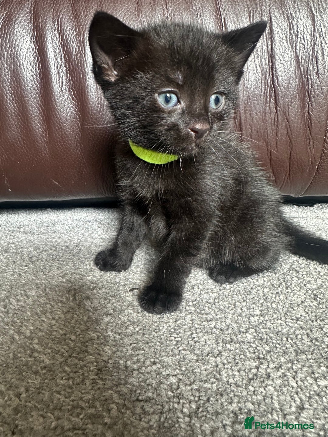 Mixed Breed cats for sale: Beautiful kittens looking for their forever home  - Image 1