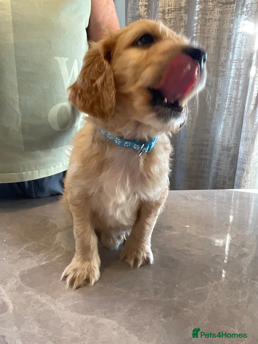 Mixed Breed dogs for sale: Beautiful Goldendoodle/Spangold Retriever Puppies - Advert 2