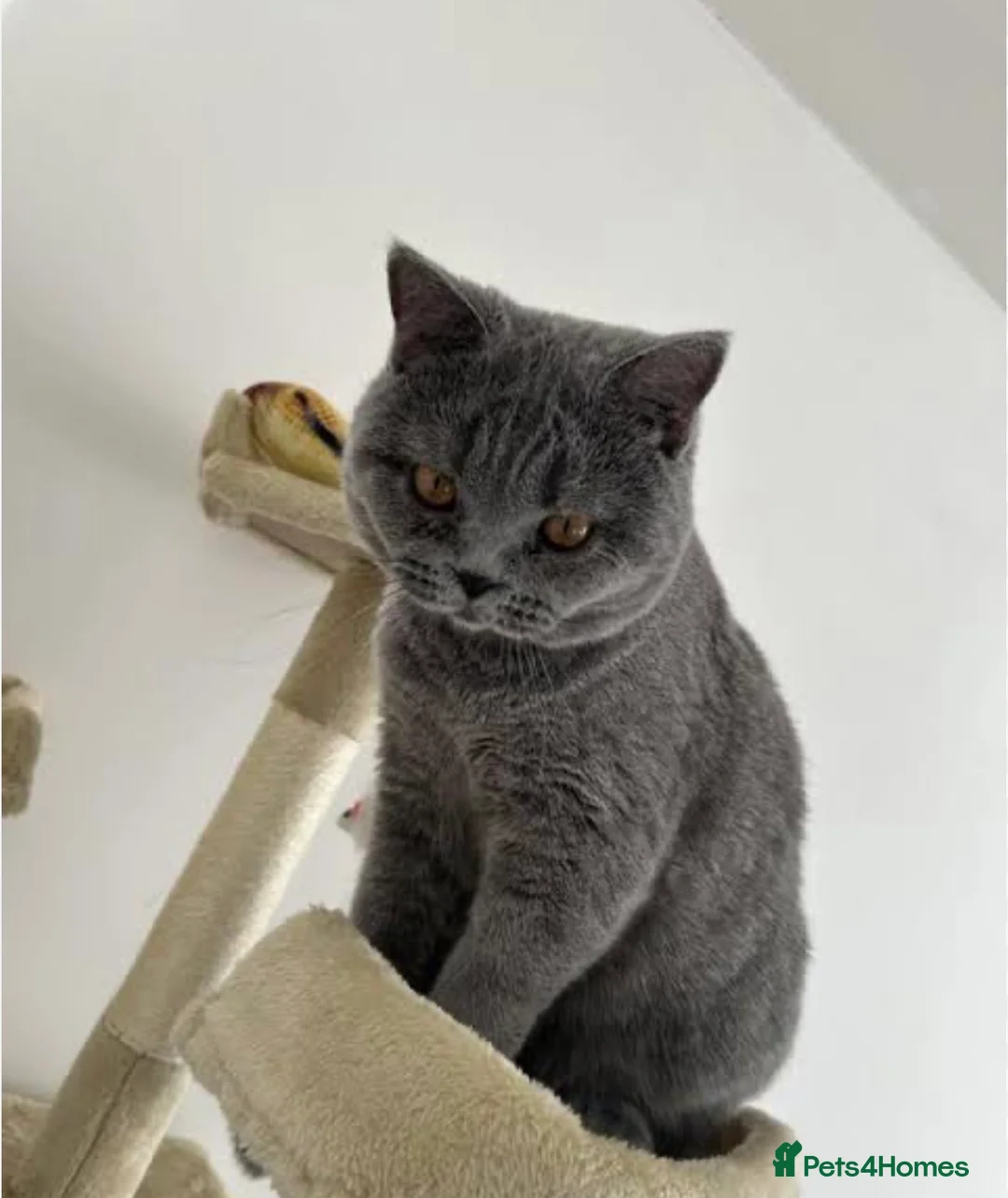 British Shorthair cats for sale: 6 month old British Shorthair  - Advert 2