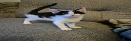 Mixed Breed cats for sale: 7 kittens, half Maine Coon - Advert 8