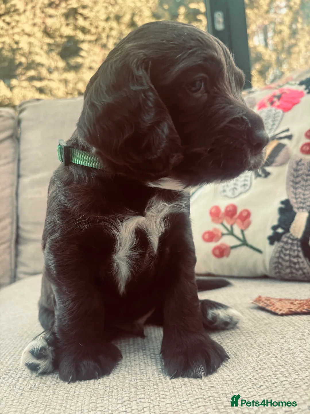 Sprocker dogs for sale: Chocolate and white Sprocker Puppies - Advert 1
