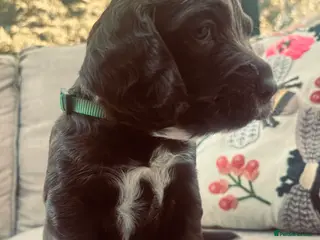 Sprocker dogs Chocolate and white Sprocker Puppies - Advert 8